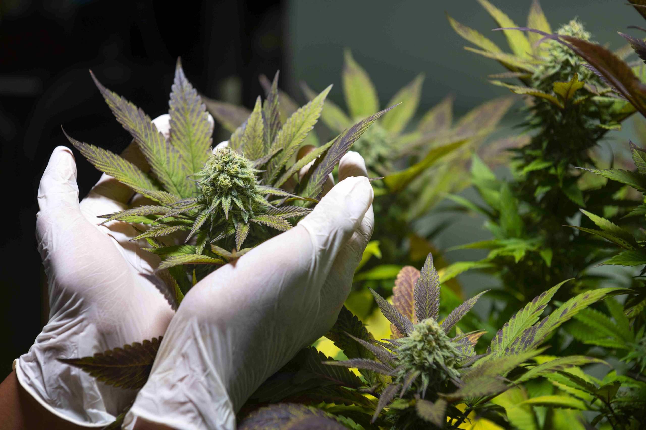 A scientist wearing a mask, goggles and gloves examines a hemp p