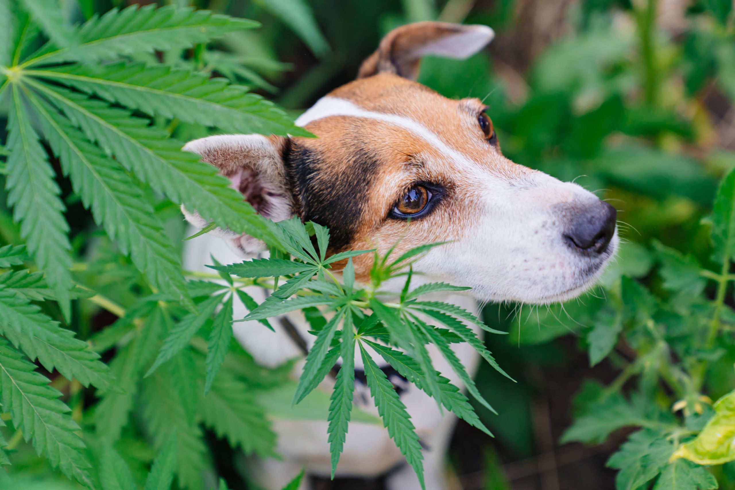 training-service-dogs-search-cannabis-plants (1)