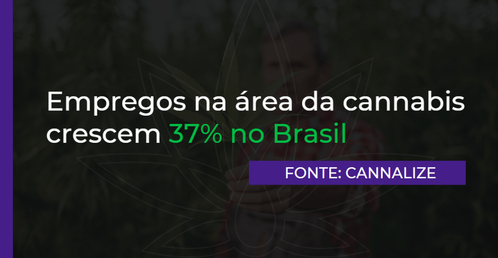 Empregos na área da cannabis crescem 37% no Brasil