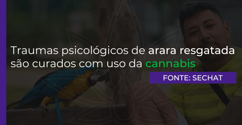 Traumas psicológicos de arara resgatada são curados com uso da cannabis