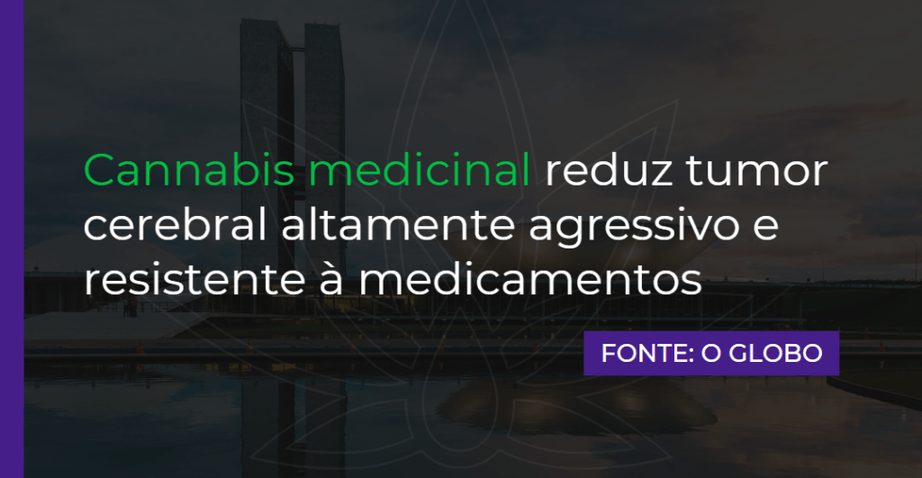 Cannabis medicinal reduz tumor cerebral altamente agressivo e resistente à medicamentos