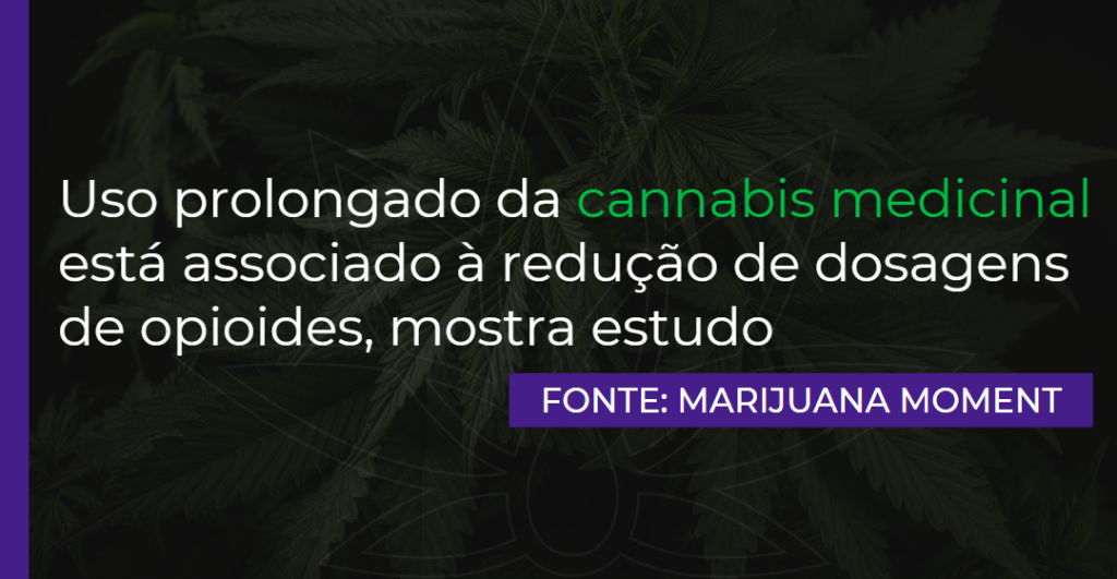 Uso prolongado da cannabis medicinal está associado à redução de dosagens de opioides, mostra estudo