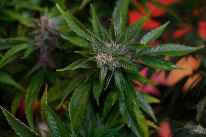 cannabis
