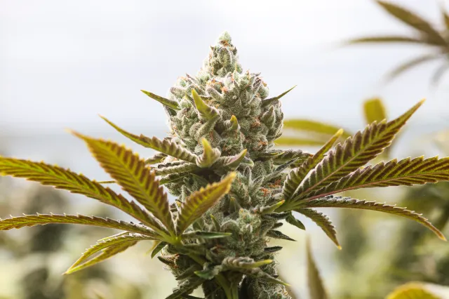 cannabis empregos