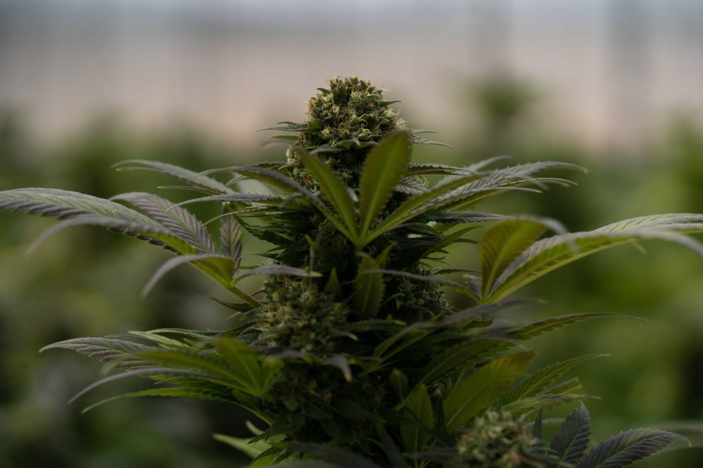 cannabis