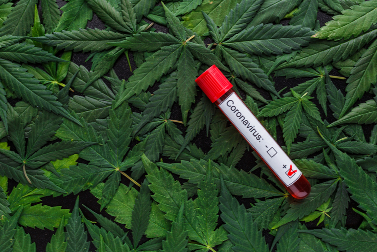 Cannabis