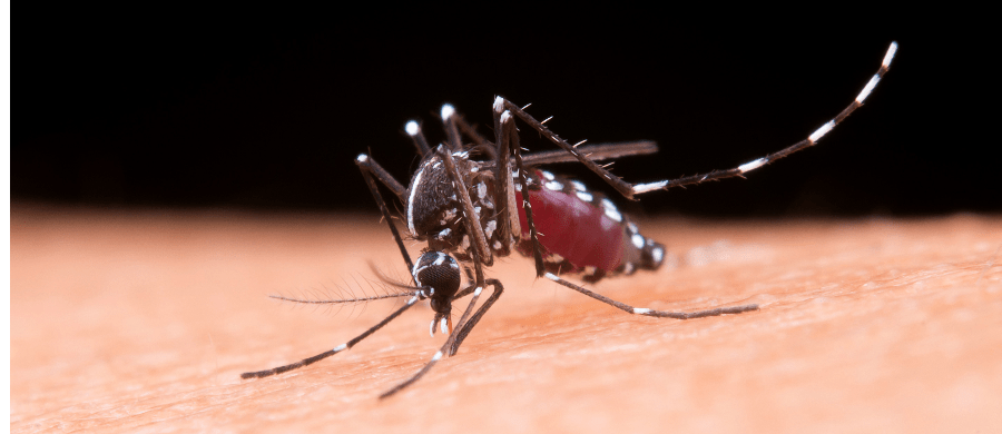 mosquito da dengue