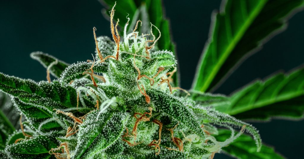 cannabis