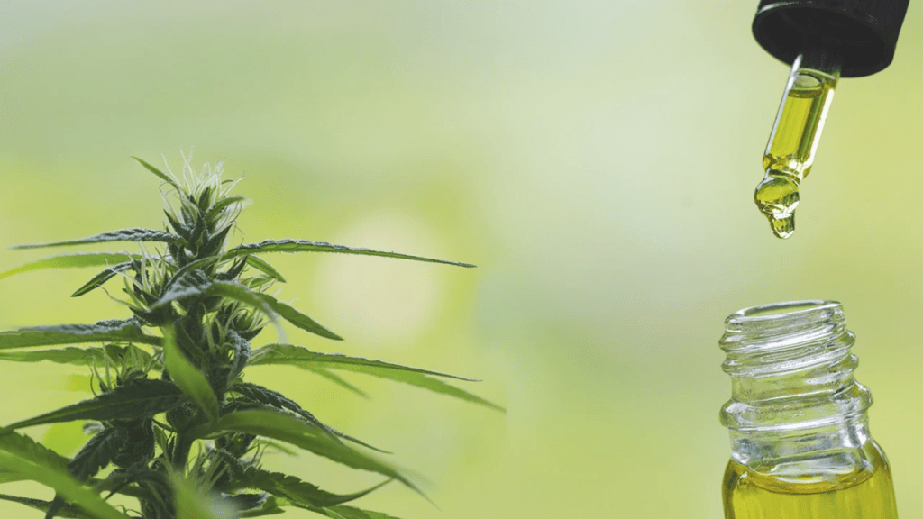 cannabis
