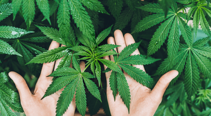 cannabis