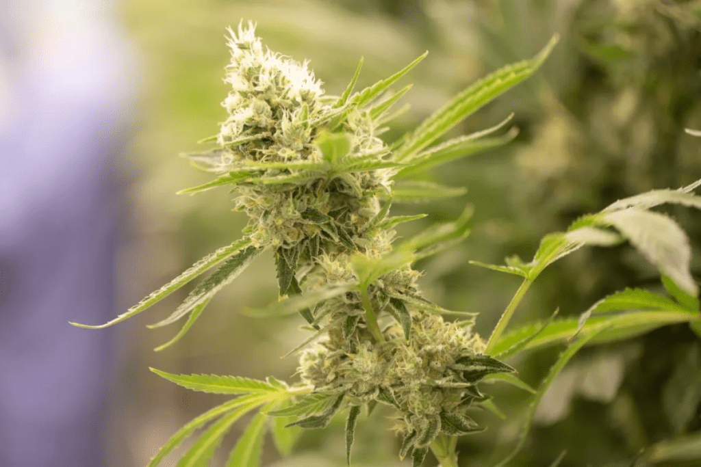 cannabis