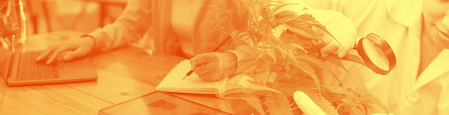 Introdução ao Estudo da Cannabis Medicinal – ABRACAMED