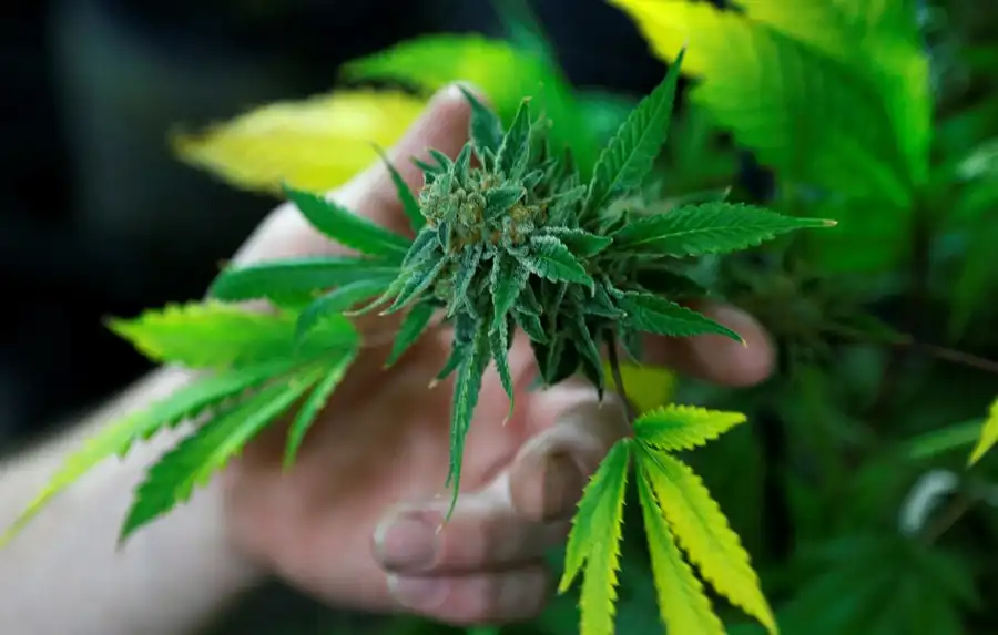 CBDV