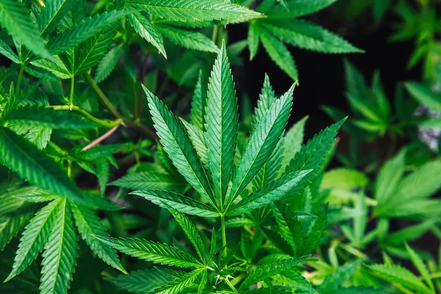 cannabis