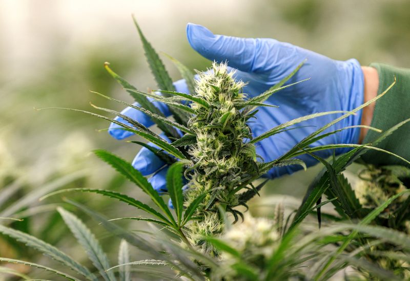 cannabis