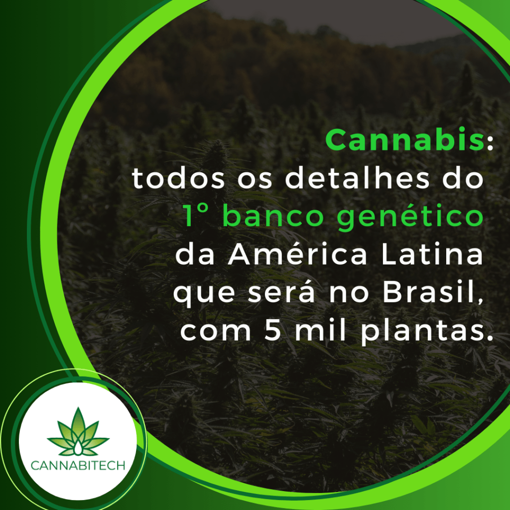 Cannabis: todos os detalhes do 1º banco genético da América Latina que será no Brasil, com 5 mil plantas; entenda