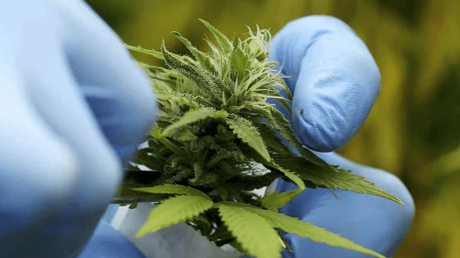 cannabis