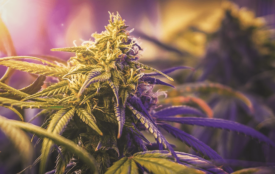 cannabis na depressão