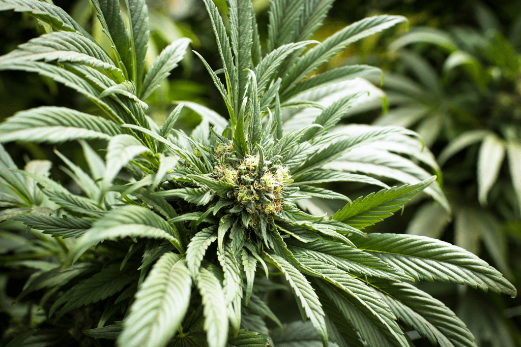 cannabis